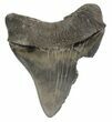 Serrated, Fossil Megalodon Tooth - South Carolina #51095-2